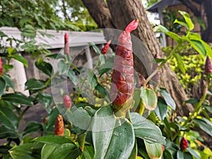 A close up of Costus woodsonii flower